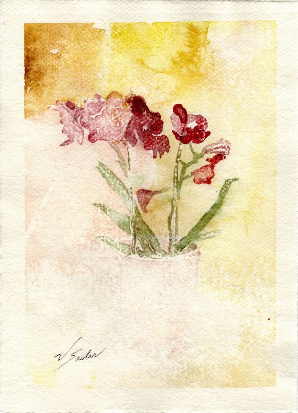Watercolor - Phalaenopsis Pink